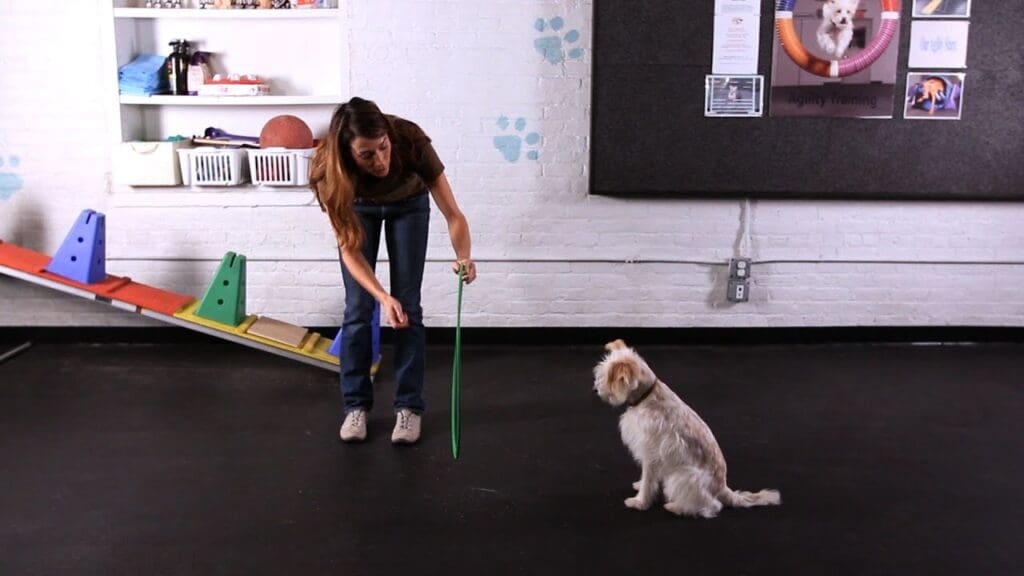 Dog to Jump through a Hoop
