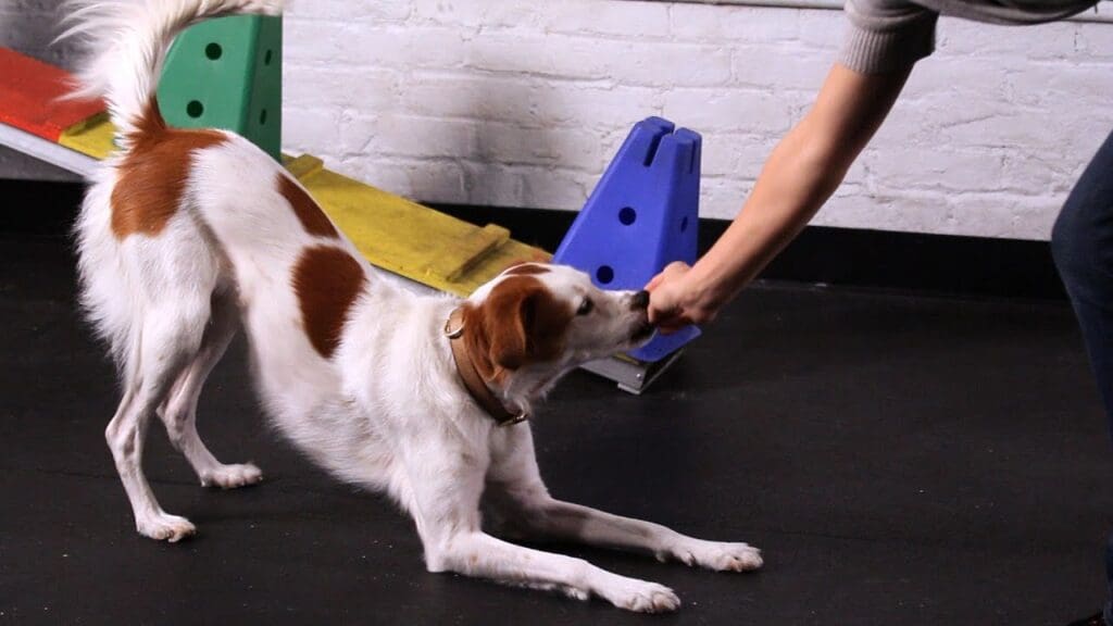 Dog to Take a Bow