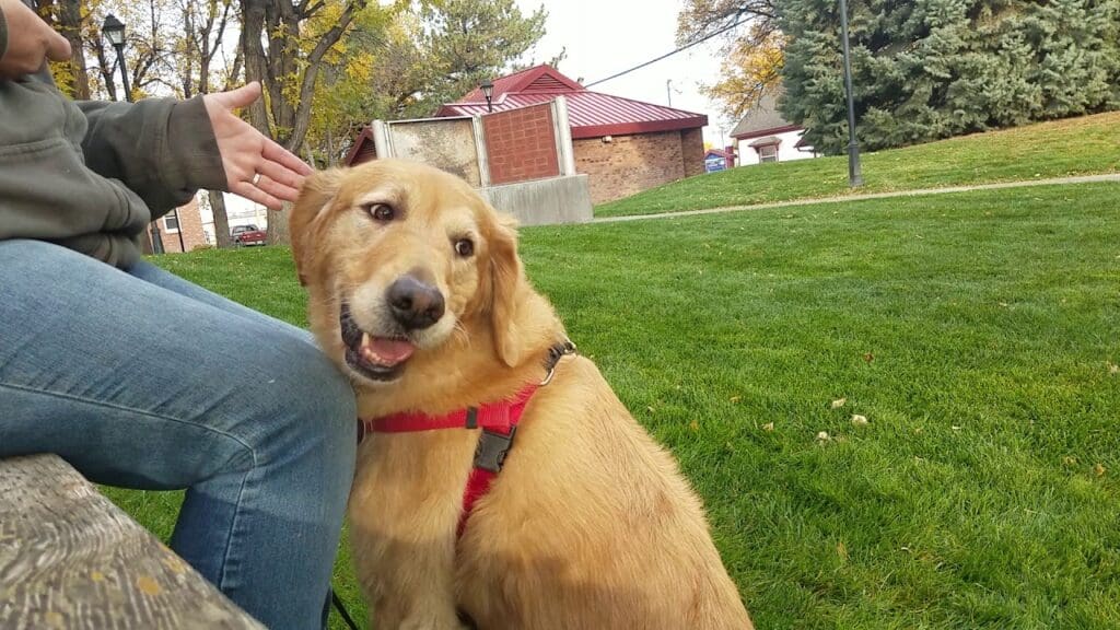 Dog training games. Touch nose to hand
