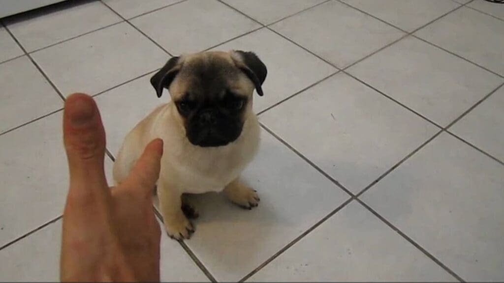 Pug puppy plays dead