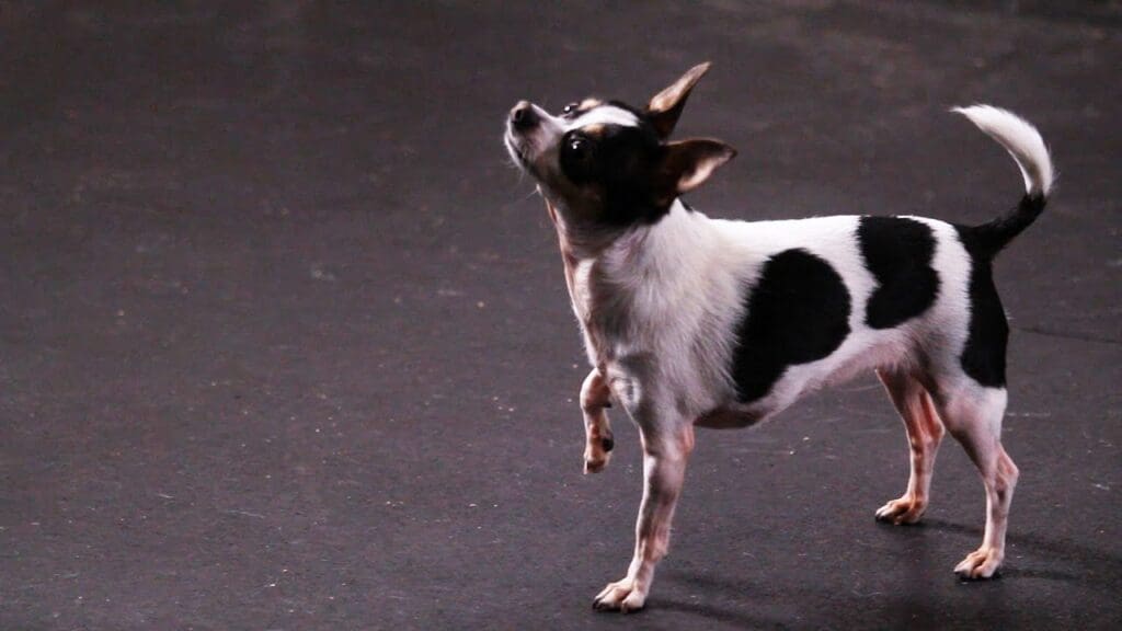 Teach Your Dog to Spin