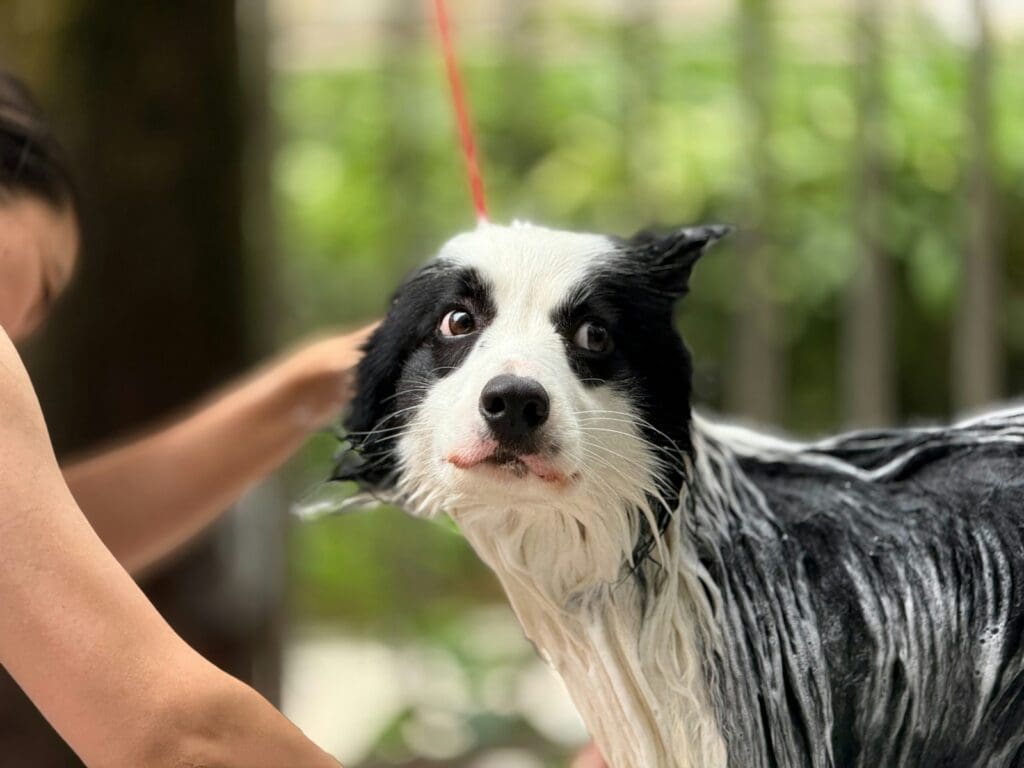 A wet dog is getting a bath.