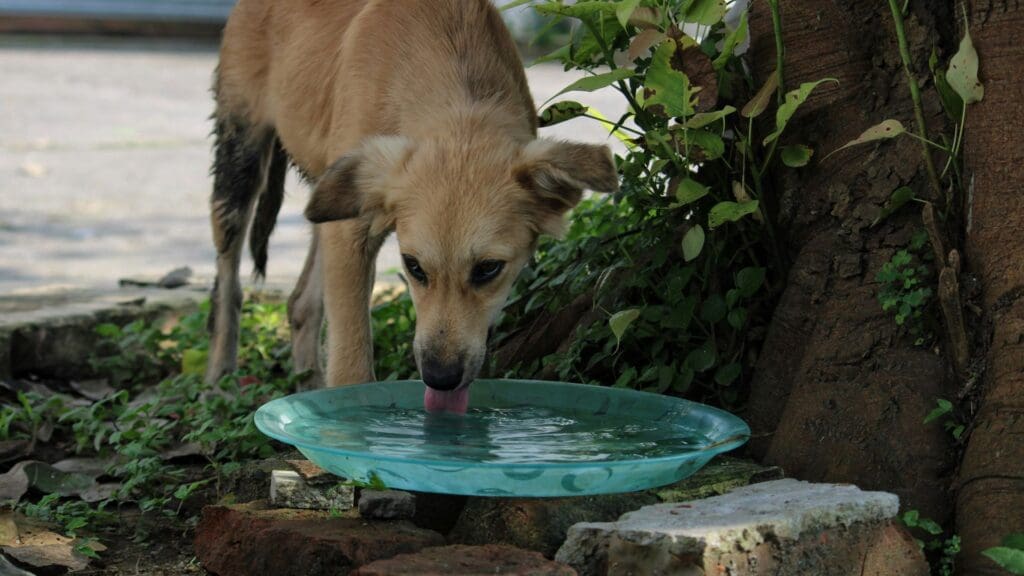 dog drinking water