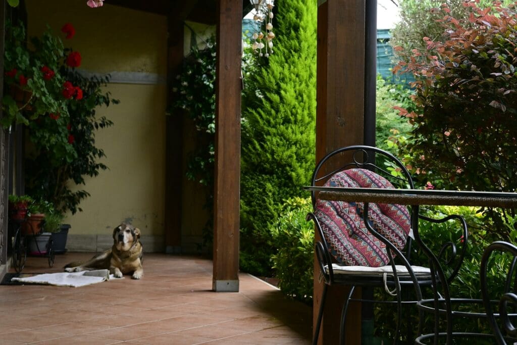 a dog sitting on a patio next to a chair