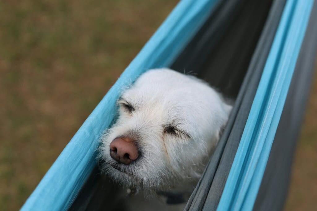 white long coated dog in blue plastic crate