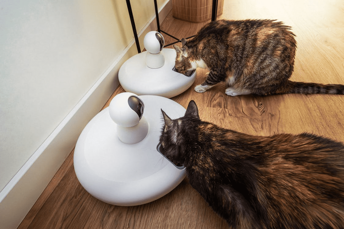 Two cats eating from modern smart pet feeders on a hardwood floor, showcasing one of the top pet trends in automated feeding technology.