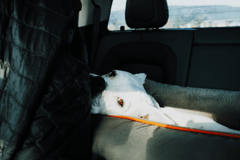 White dog lying on a cushioned pet car seat in the back of a car