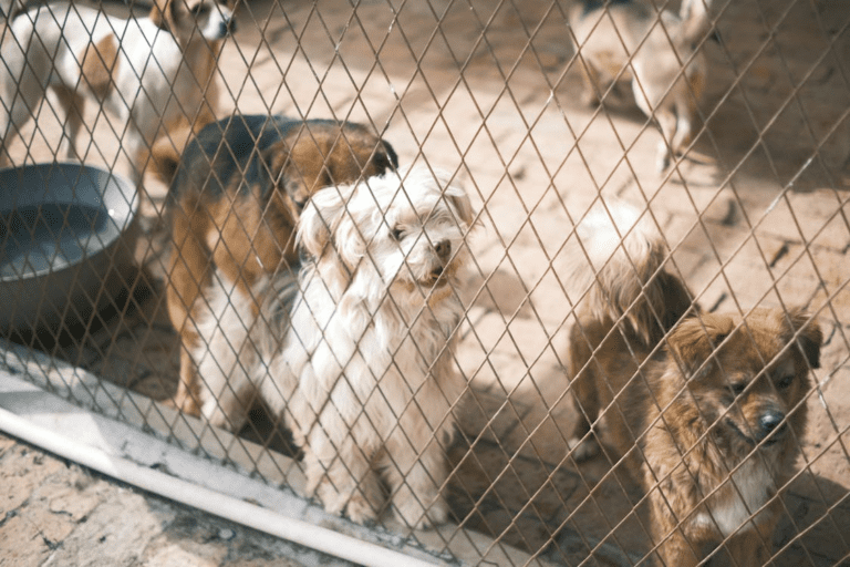 Dogs standing behind a wire fence at an animal shelter, highlighting the need for pet adoption.