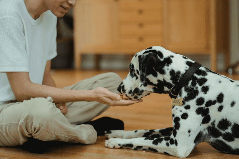 Person feeding a Dalmatian dog by hand indoors.