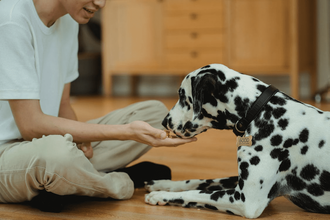Person feeding a Dalmatian dog by hand indoors.