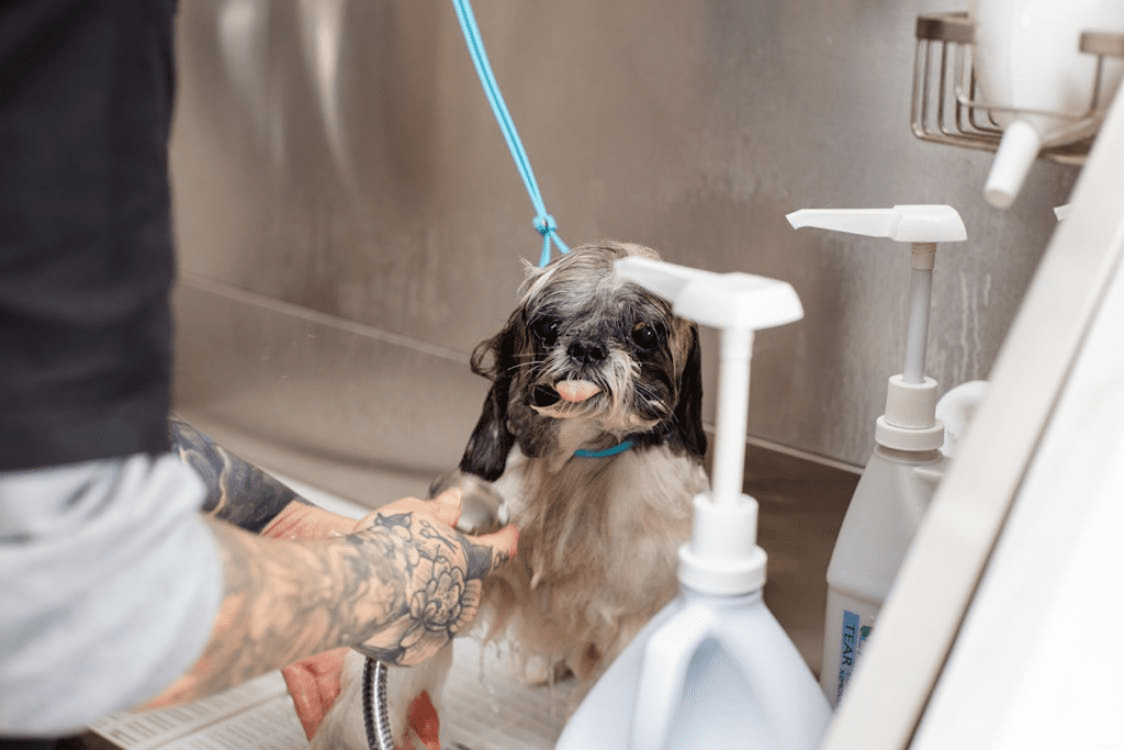 dog grooming products and shampoo