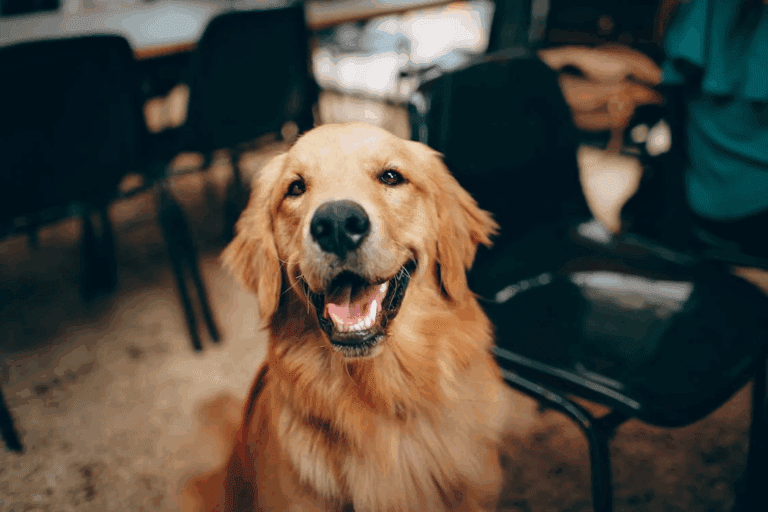 Happy Golden Retriever smiling indoors while sitting between black chairs