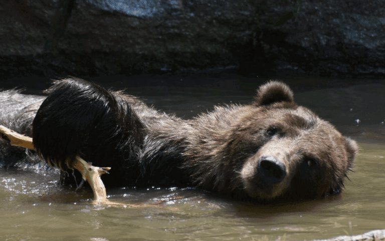 Brown bear lounging in a river with a stick, cooling off in summer heat
