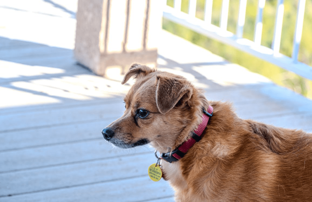brown dog with a pink collar