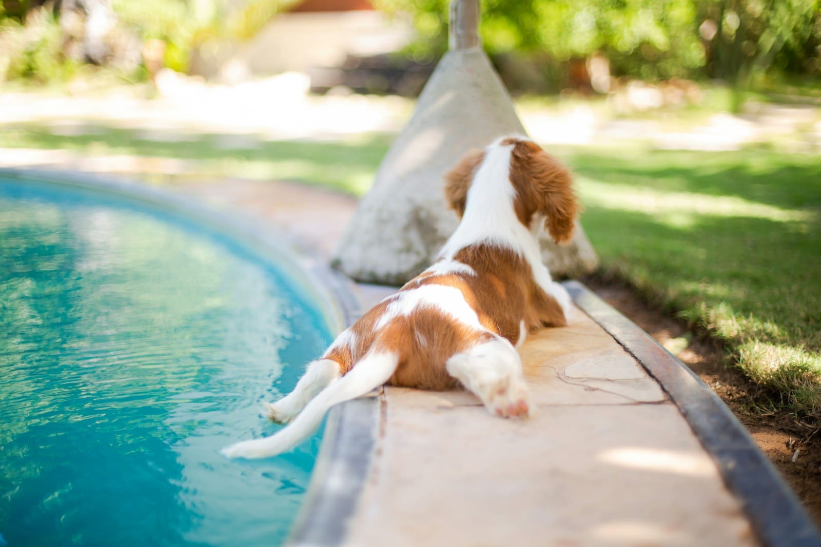 white and brown short coat dog on pool during daytime