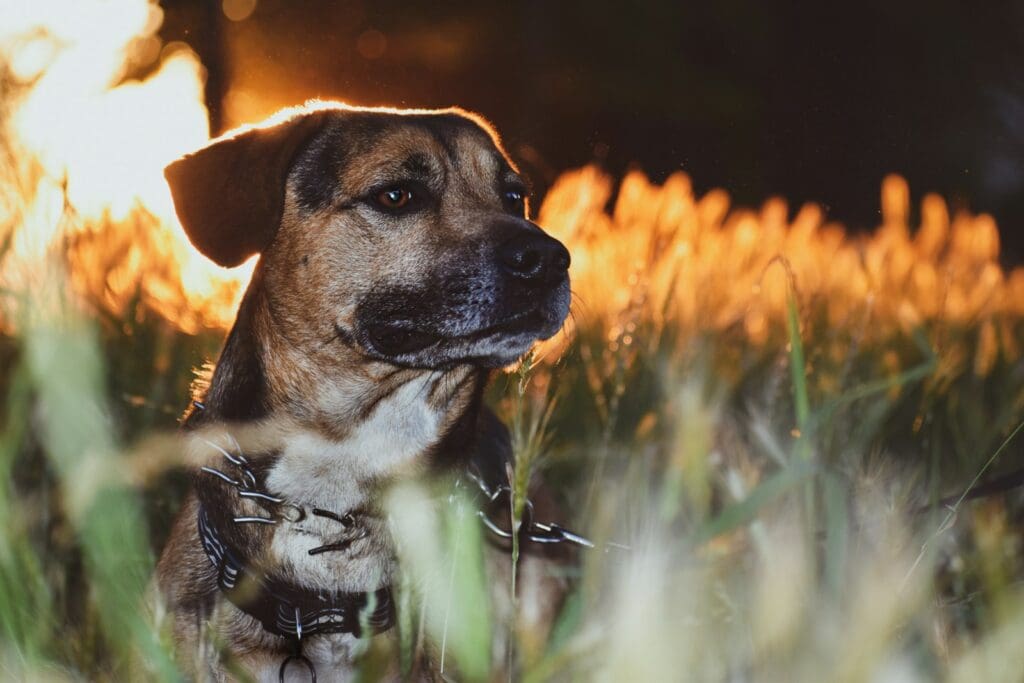a dog is sitting in a field of tall grass