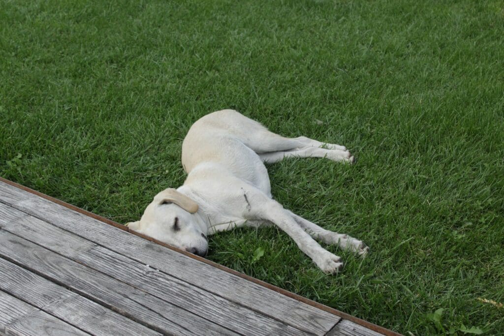 a white dog laying on top of a lush green field