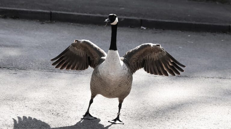 A goose with its wings spread standing on the ground