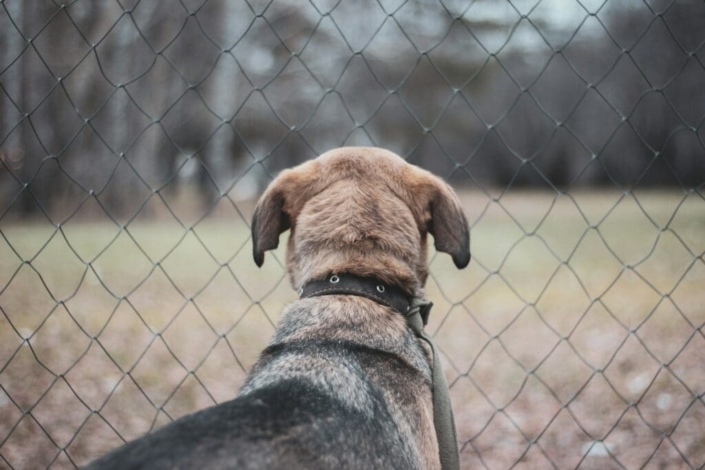 short-coated brown and gray dog near chain link fence