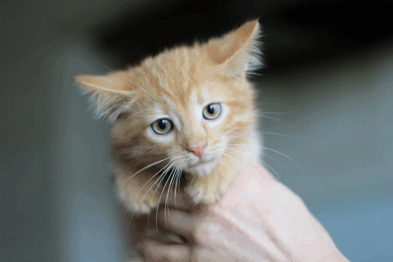 Close-up of a rescued orange kitten with sad eyes being gently held in a hand.