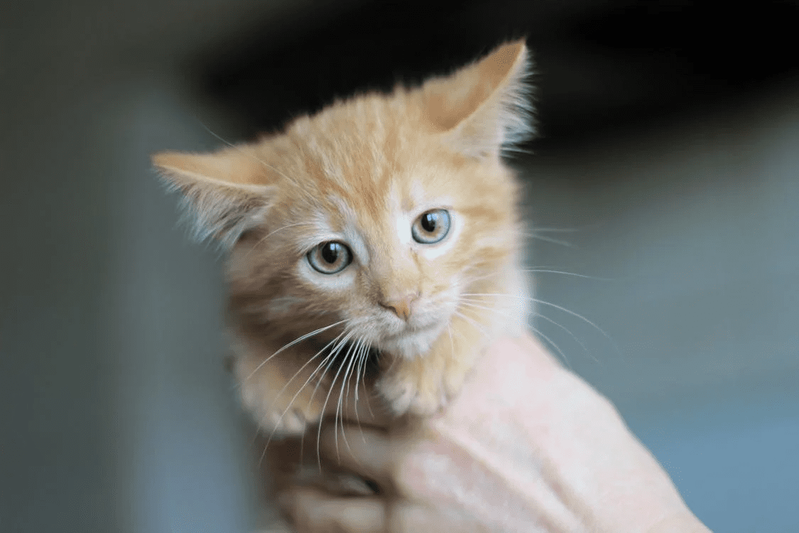 Close-up of a rescued orange kitten with sad eyes being gently held in a hand.