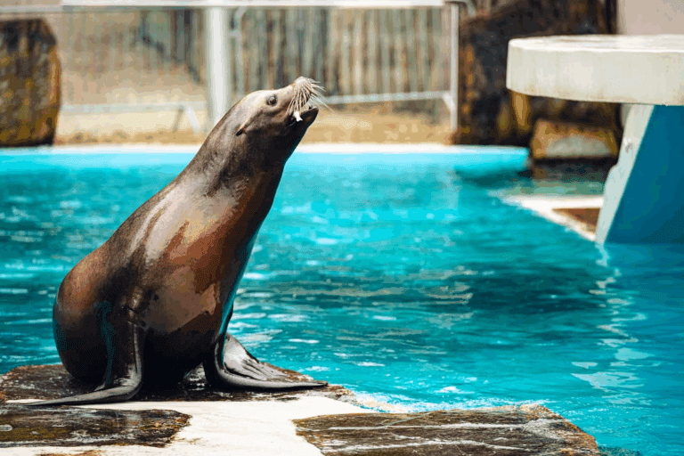 A sea lion beside a pool, appearing to smile with its whiskers raised and head tilted up.