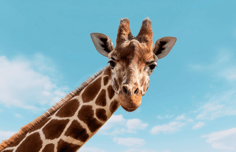 Giraffe headshot against a natural background, highlighting its tall neck and expressive face.