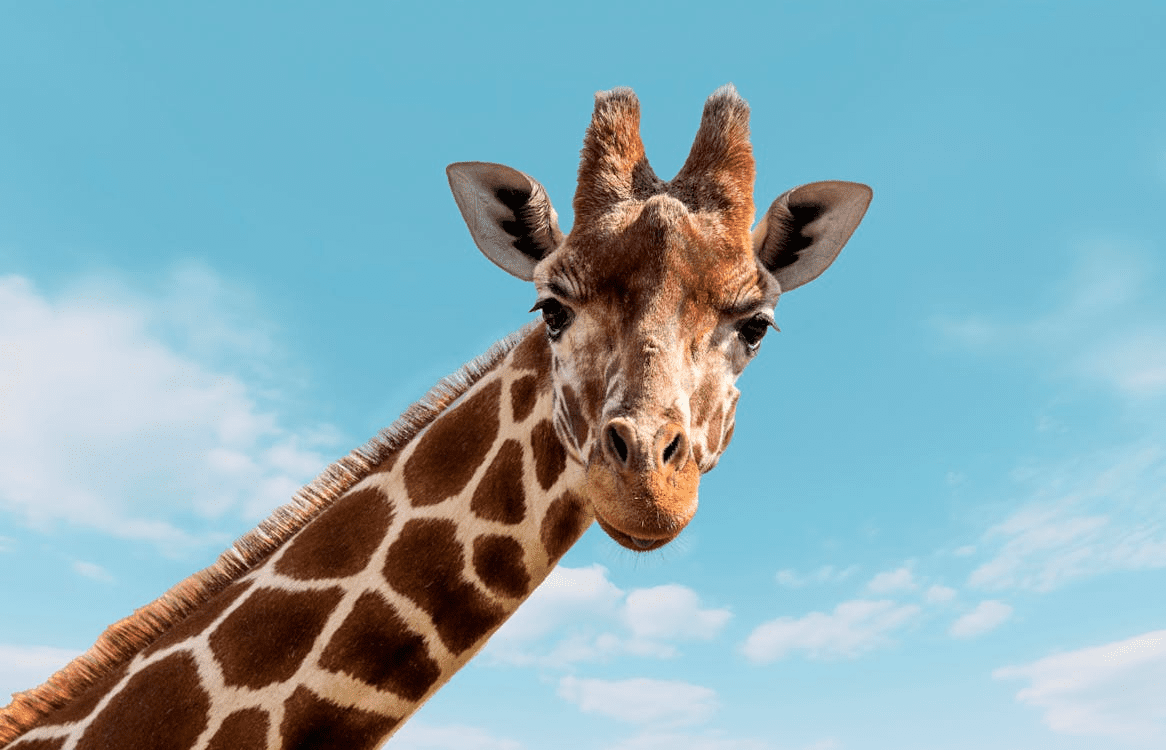Giraffe headshot against a natural background, highlighting its tall neck and expressive face.