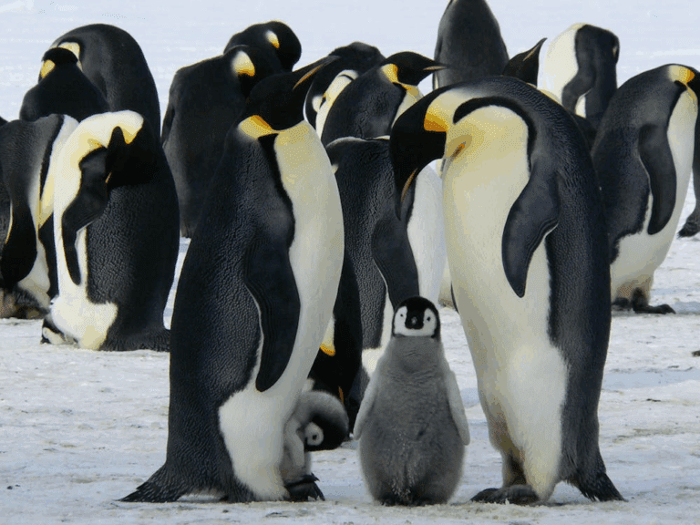 A group of penguins waddling together across the icy terrain in Antarctica.