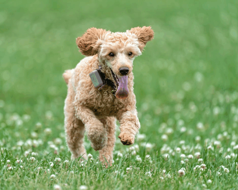 Happy labradoodle mid-run in an open field, tongue hanging out during playtime.