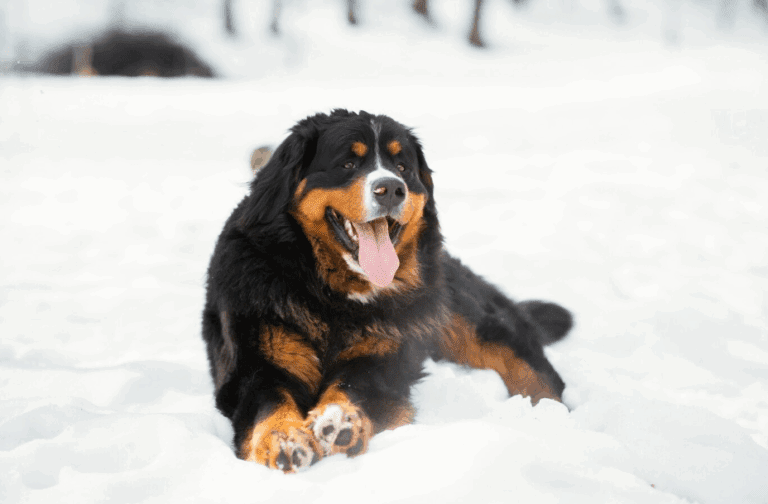 Bernese Mountain Dog lying happily in the snow with tongue out on a winter day.