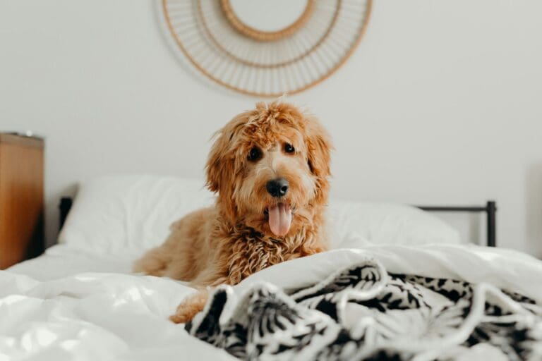 Goldendoodle on bed