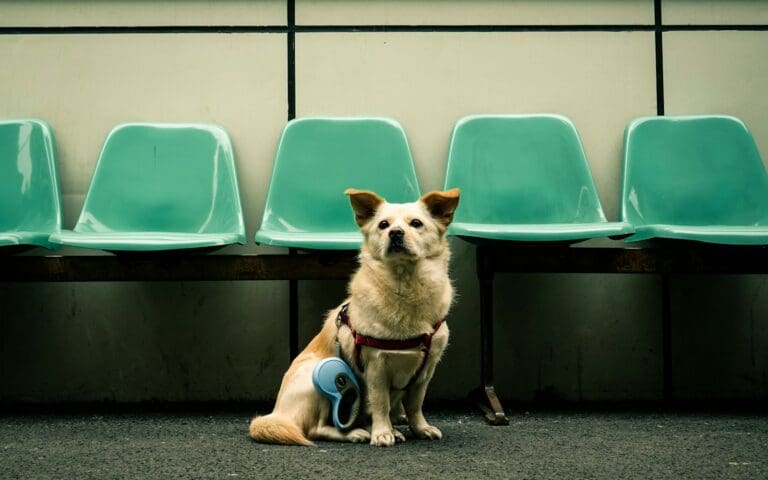 adult white dog sitting beside teal gang chair at airport