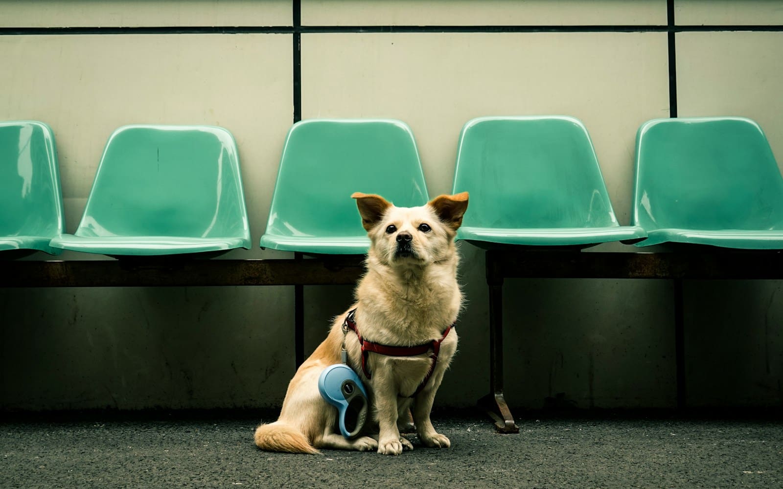 adult white dog sitting beside teal gang chair at airport