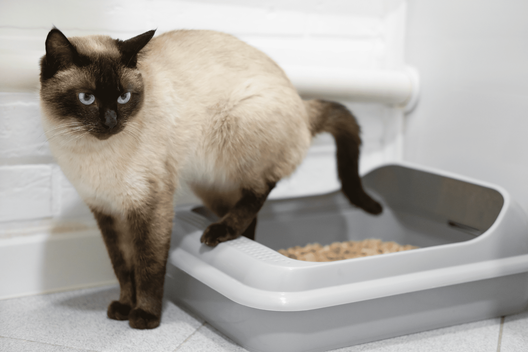 cat litter box