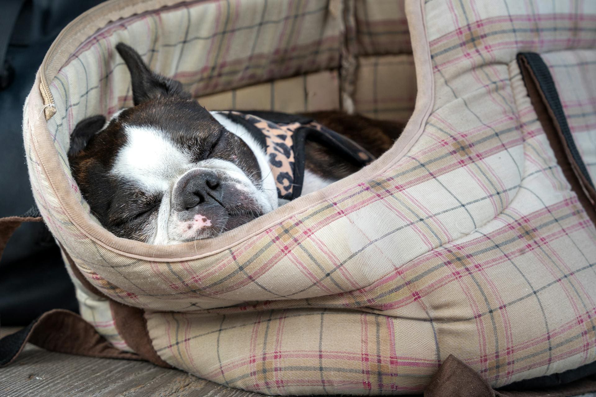 boston terrier napping in carrier with pet travel rules