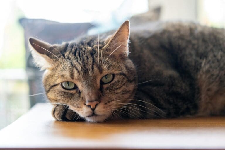 how to tell if cat is bored