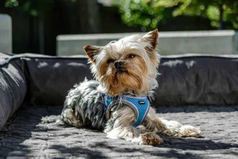 pet products hype worth