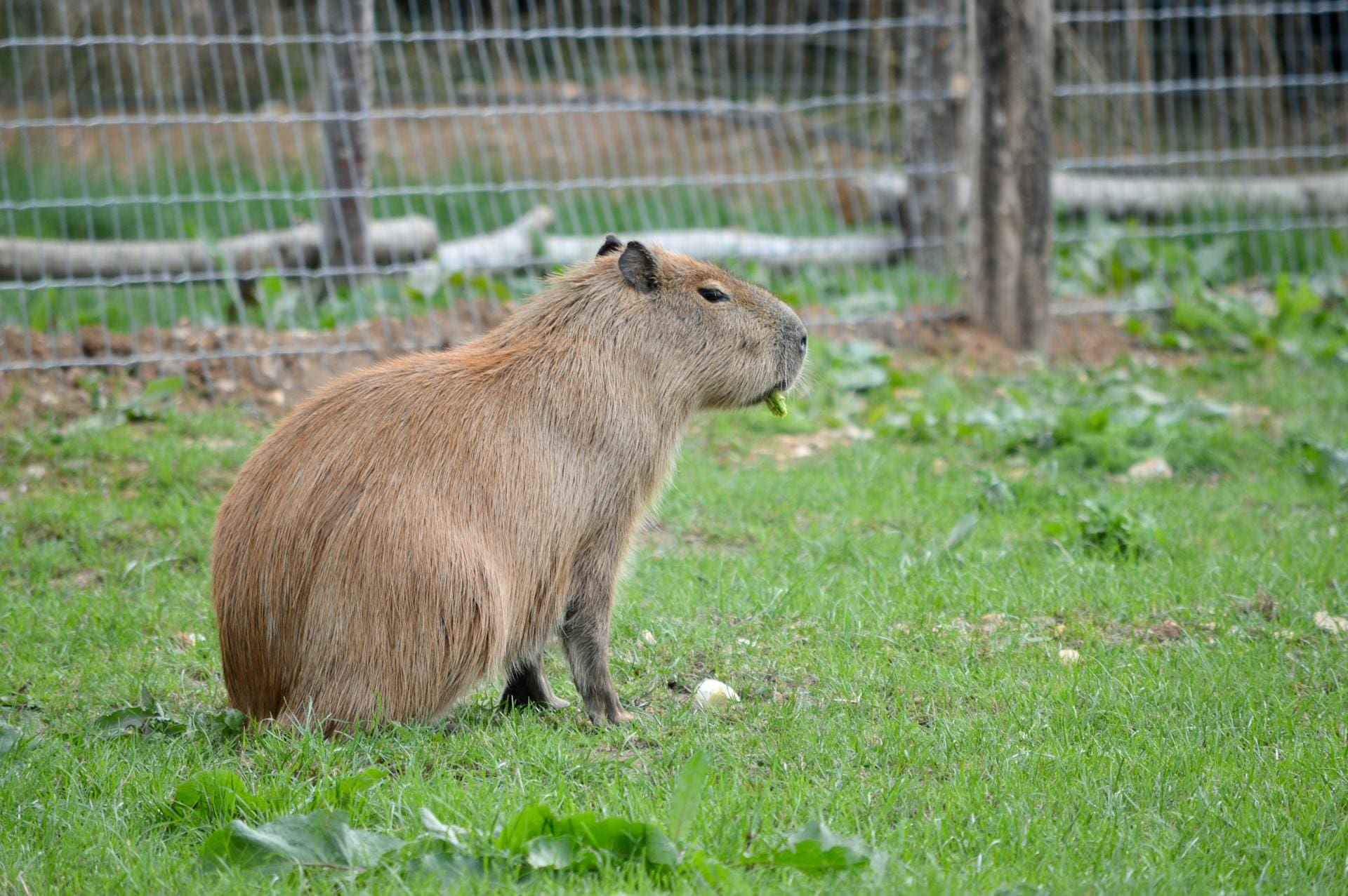capybara as exotic pet