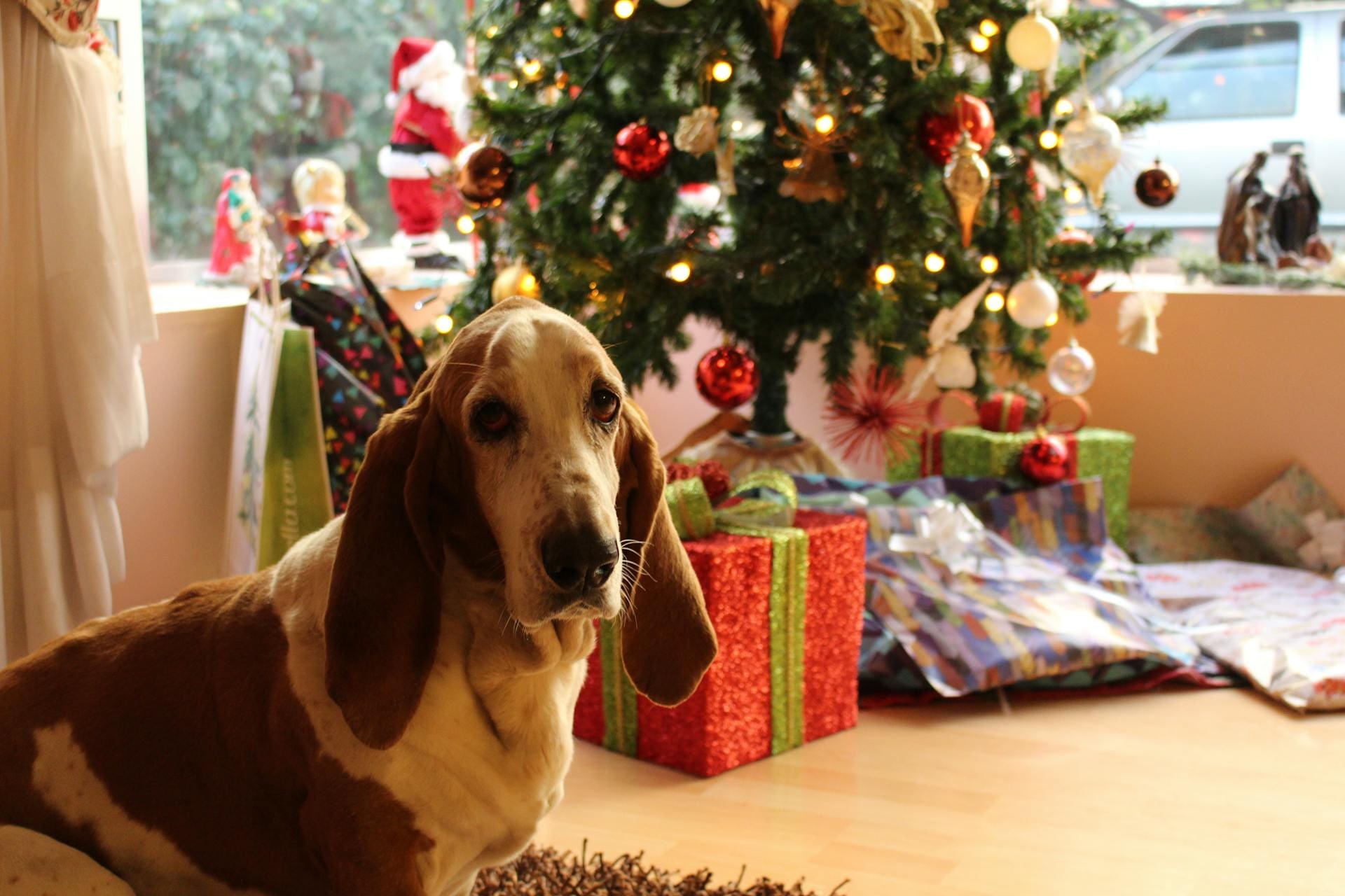tan and white basset hound