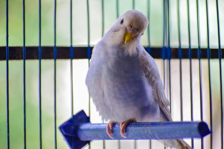 pet bird enrichment tips