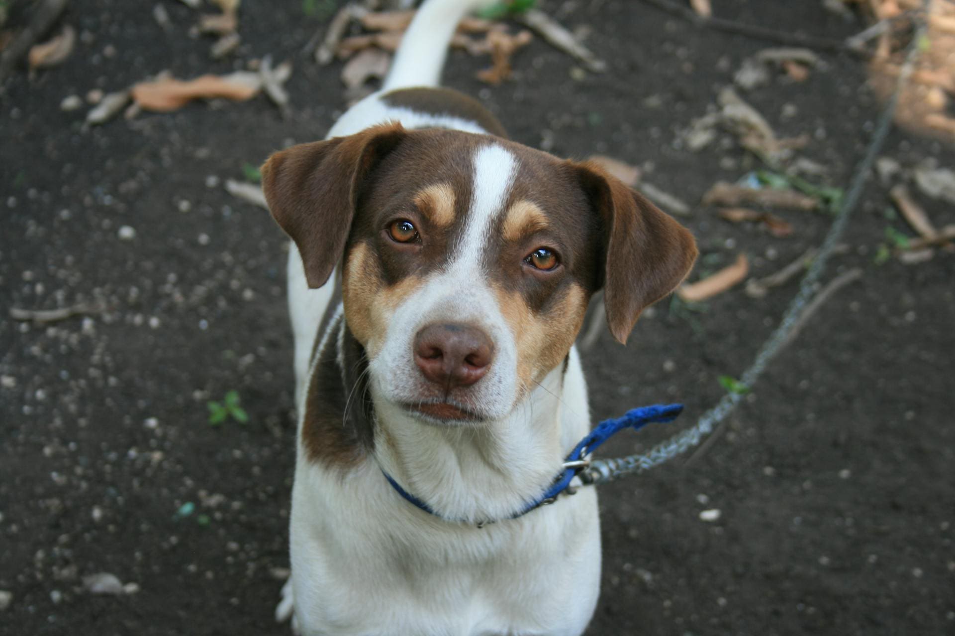 things your dog wishes you knew stare