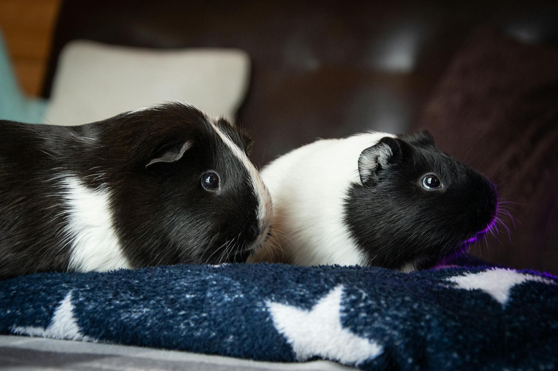 black and white guinea pigs