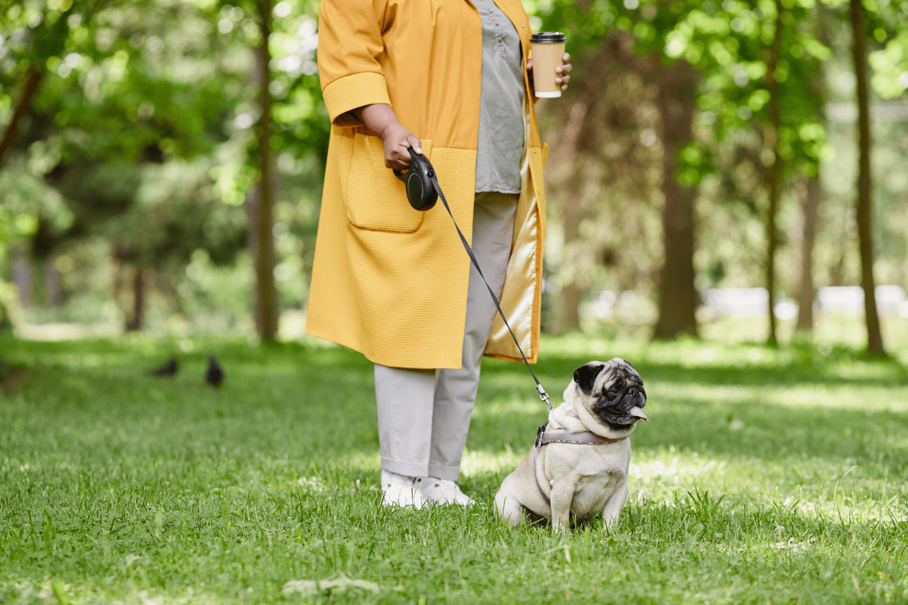 retractable leash on dog