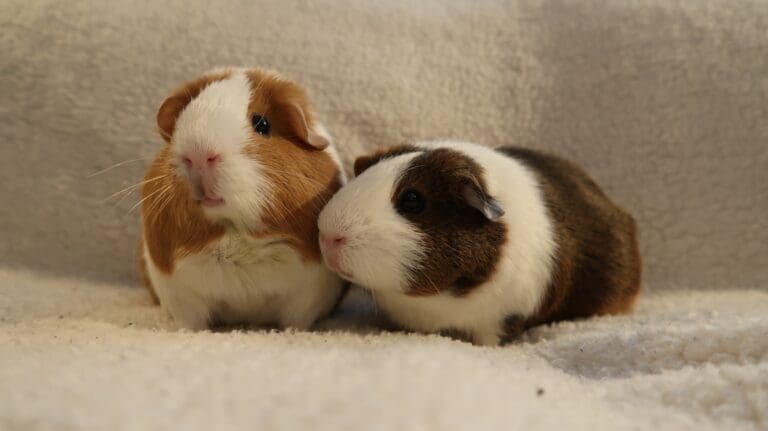 Two adorable guinea pigs sit together.