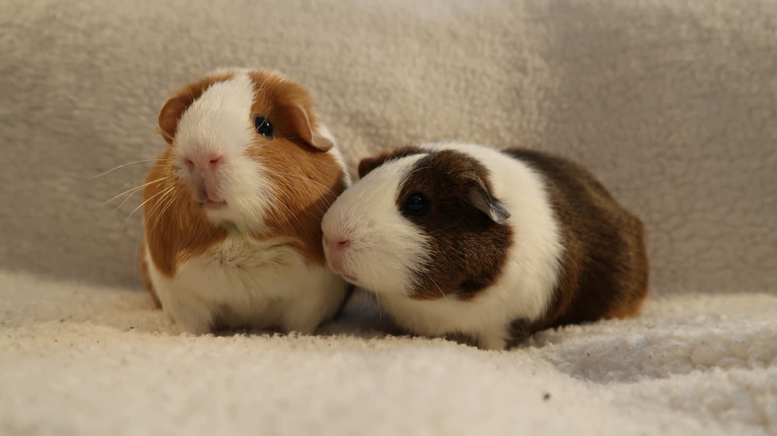 Two adorable guinea pigs sit together.
