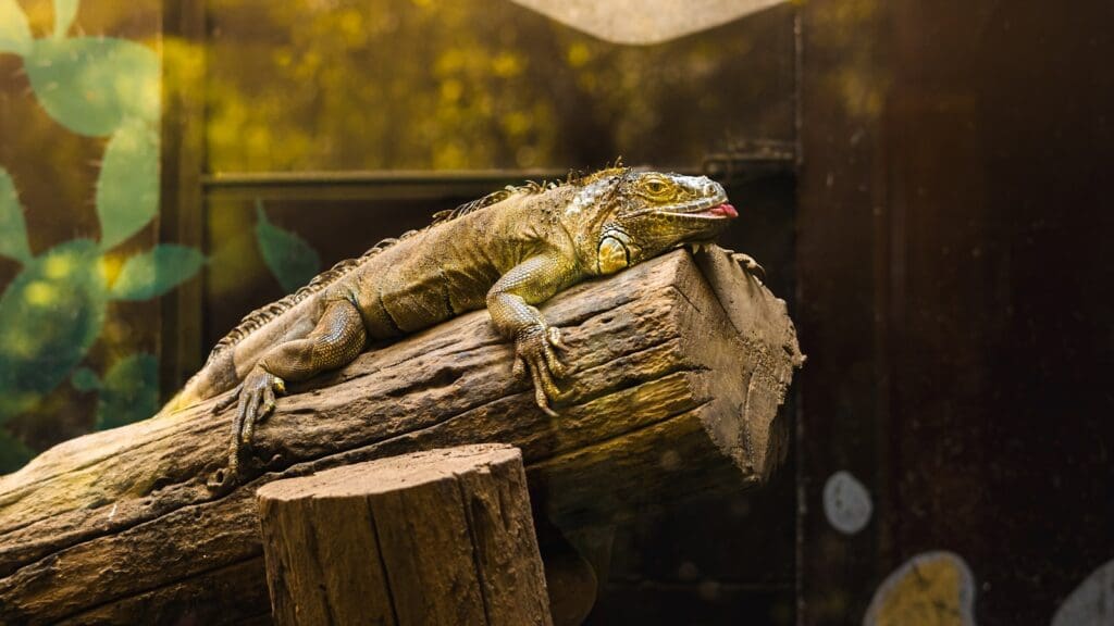 A lizard rests on a large log in an enclosure.