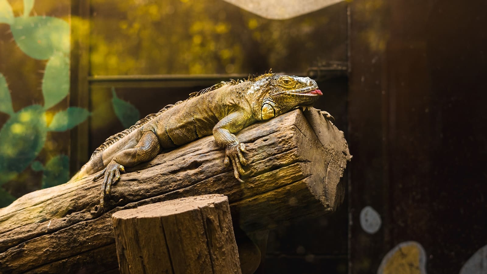 A lizard rests on a large log in an enclosure.