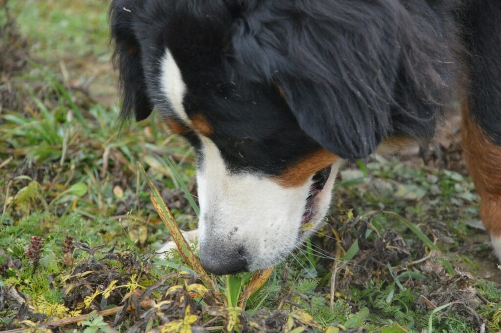 A close up of a dog sniffing the ground