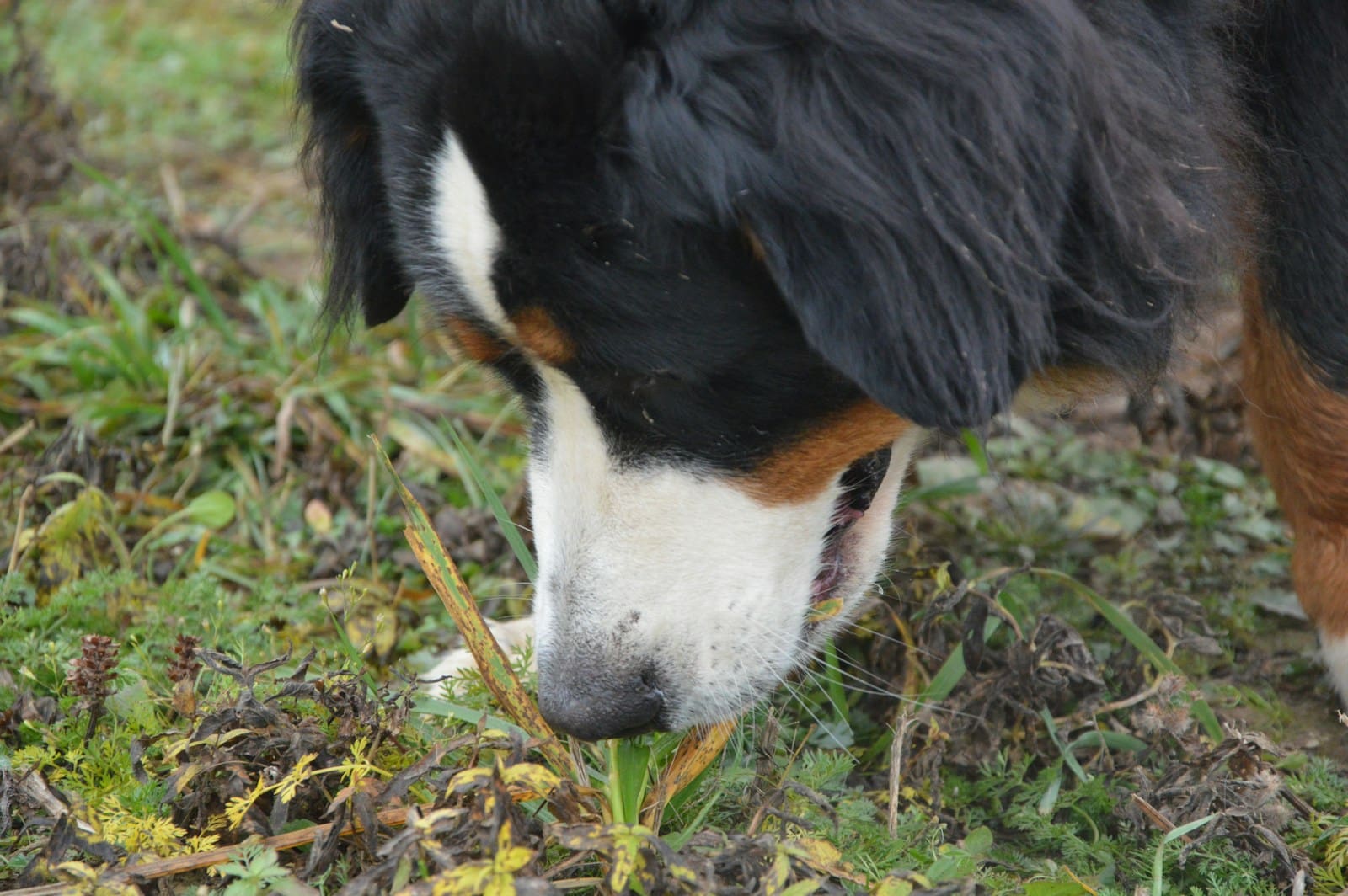 A close up of a dog sniffing the ground